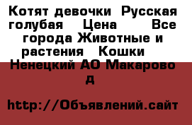 Котят девочки “Русская голубая“ › Цена ­ 0 - Все города Животные и растения » Кошки   . Ненецкий АО,Макарово д.